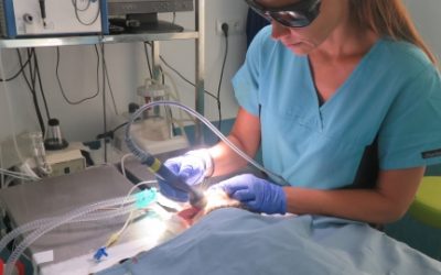 TRATAMIENTO CON LÁSER EN MEDICINA VETERINARIA