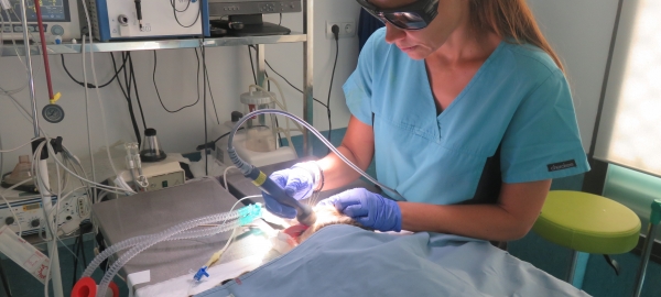 TRATAMIENTO CON LÁSER EN MEDICINA VETERINARIA
