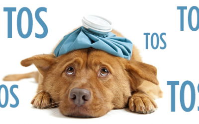 CAMPAÑA DE VACUNACIÓN DE LA GRIPE CANINA