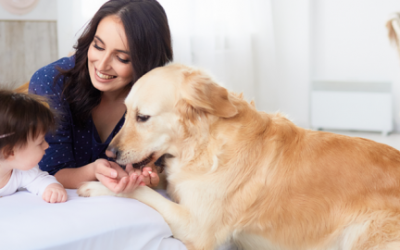 CUIDADOS BÁSICOS PARA TU MASCOTA. LA IMPORTANCIA DE LA TENENCIA RESPONSABLE