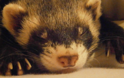 CÓMO CUIDAR UN HURÓN. CONSEJOS Y RECOMENDACIONES