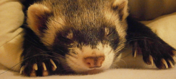 CÓMO CUIDAR UN HURÓN. CONSEJOS Y RECOMENDACIONES