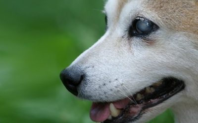 CATARATAS EN MASCOTAS: CAUSAS, SÍNTOMAS Y TRATAMIENTOS