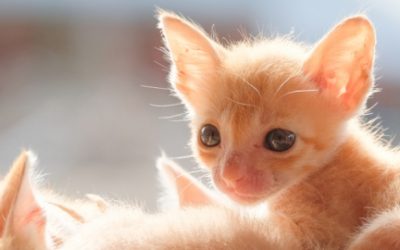 CONSEJOS PARA CUIDAR A UN GATO RECIÉN NACIDO