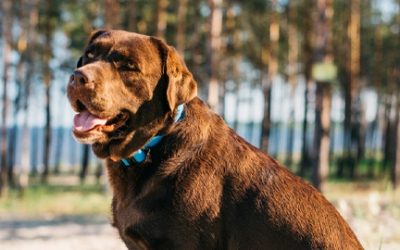 GOLPE DE CALOR EN PERROS: SÍNTOMAS, CAUSAS Y TRATAMIENTO