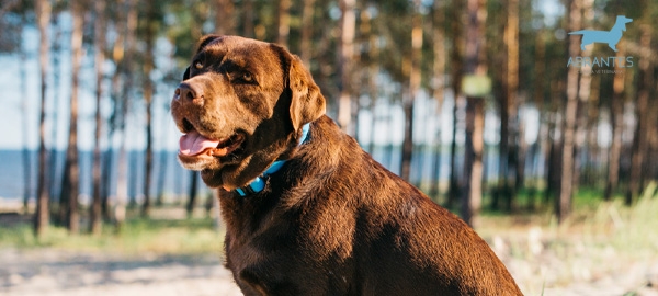 GOLPE DE CALOR EN PERROS: SÍNTOMAS, CAUSAS Y TRATAMIENTO