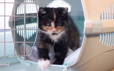 TODO LO QUE DEBES SABER PARA VIAJAR CON TU MASCOTA ESTE VERANO