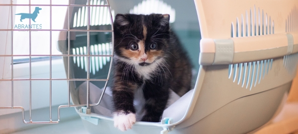 TODO LO QUE DEBES SABER PARA VIAJAR CON TU MASCOTA ESTE VERANO