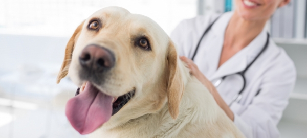 PROBLEMAS DENTALES EN MASCOTAS: SÍNTOMAS, TRATAMIENTO Y PREVENCIÓN