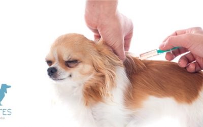 LA RABIA: QUÉ ES, CAUSAS, SÍNTOMAS Y CÓMO PREVENIRLA