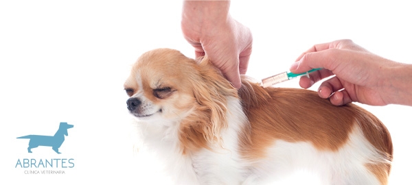 LA RABIA: QUÉ ES, CAUSAS, SÍNTOMAS Y CÓMO PREVENIRLA