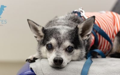 CUIDADOS BÁSICOS PARA UN PERRO MAYOR