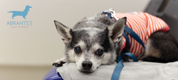 CUIDADOS BÁSICOS PARA UN PERRO MAYOR