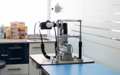 OFTALMOLOGÍA VETERINARIA: IMPORTANCIA, SÍNTOMAS Y ENFERMEDADES OCULARES EN MASCOTAS