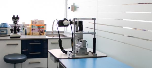 OFTALMOLOGÍA VETERINARIA: IMPORTANCIA, SÍNTOMAS Y ENFERMEDADES OCULARES EN MASCOTAS