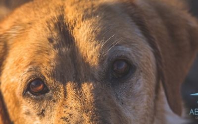 PARÁSITOS EXTERNOS: QUÉ SON, SÍNTOMAS Y CÓMO PREVENIRLOS