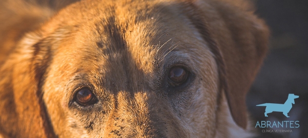 PARÁSITOS EXTERNOS: QUÉ SON, SÍNTOMAS Y CÓMO PREVENIRLOS