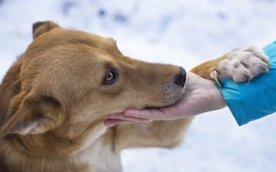 CÓMO MANTENER A TU PERRO SANO Y PROTEGIDO DEL FRÍO DURANTE EL TEMPORAL