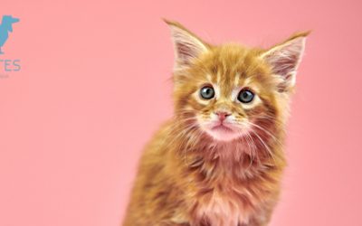 5 ERRORES QUE NO DEBES DE COMETER AL EDUCAR A TU GATO