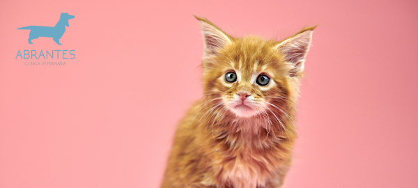 5 ERRORES QUE NO DEBES DE COMETER AL EDUCAR A TU GATO