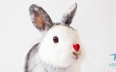 CONEJOS: CUIDADOS BÁSICOS PARA MANTENERLOS SANOS Y FELICES