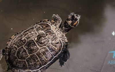 CONSEJOS Y RECOMENDACIONES PARA CUIDAR A UNA TORTUGA