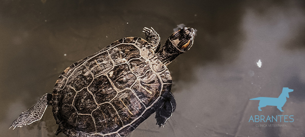 CONSEJOS Y RECOMENDACIONES PARA CUIDAR A UNA TORTUGA