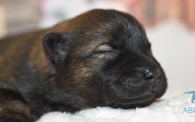 5 CUIDADOS BÁSICOS PARA UN PERRO RECIÉN NACIDO