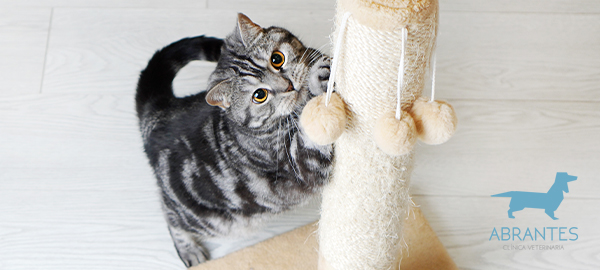 LOS MEJORES JUGUETES PARA QUE TU GATO SE LO PASE EN GRANDE