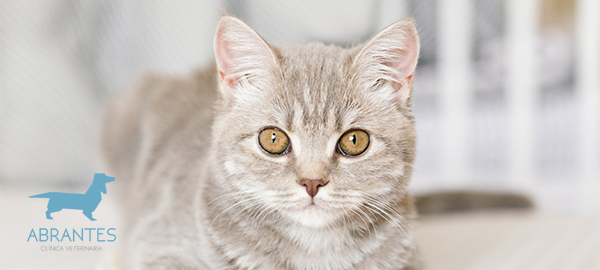 Toxoplasmosis en gatos: síntomas, tratamiento y prevención