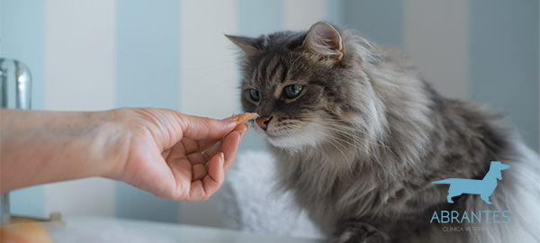 Cómo prevenir y eliminar el sobrepeso en gatos