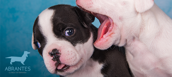 Cómo enseñar a tu cachorro a no morder