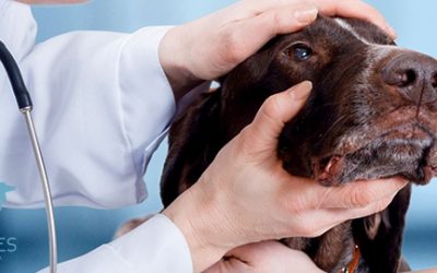 Trasplante de glándula salival para tratar la queratoconjuntivitis seca canina
