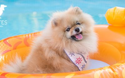Consejos para cuidar de tus perros antes, durante y después de salir de la piscina