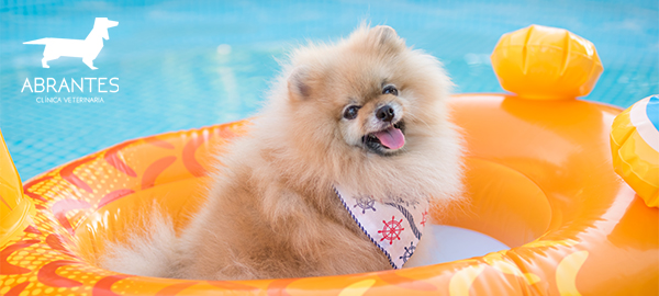 Consejos para cuidar de tus perros antes, durante y después de salir de la piscina