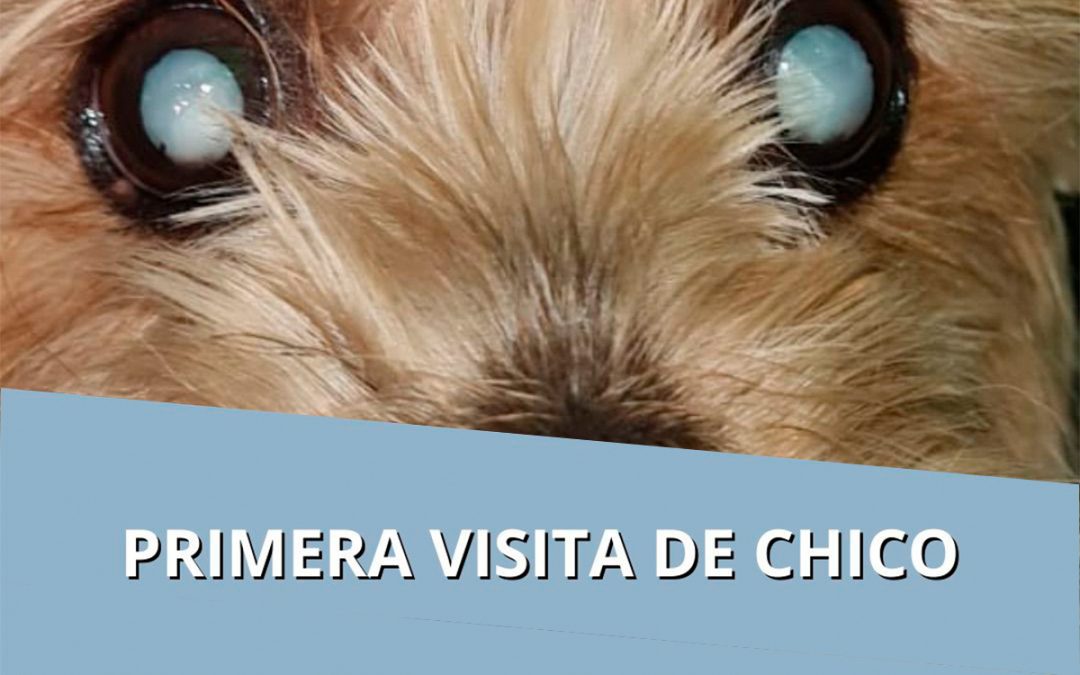 Caso Clínico de eliminación cataratas en perros: Chico, Yorkshire de 11 años