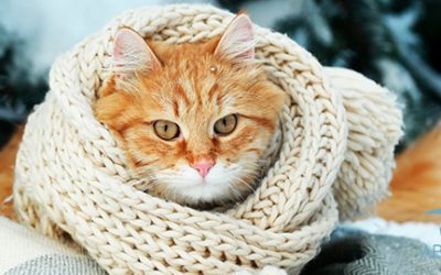 Enfermedades de invierno más comunes en gatos