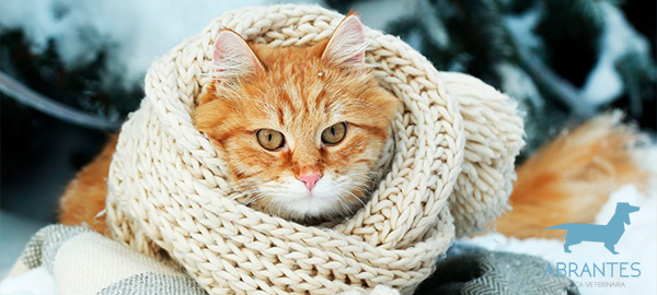 Enfermedades de invierno más comunes en gatos
