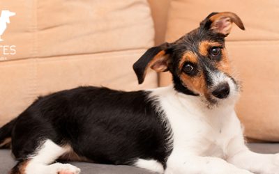 Artrosis en mascotas: síntomas, causas y tratamientos