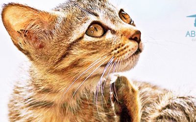 Parásitos en gatos: qué son, tipos y prevención