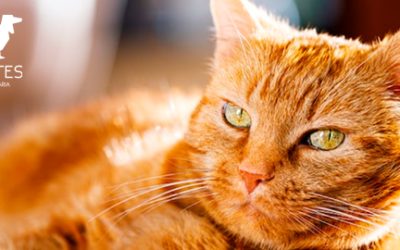 Quemaduras solares en mascotas: síntomas y tratamiento