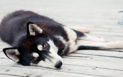 Enfermedades de perros más frecuentes en verano y cómo prevenirlas