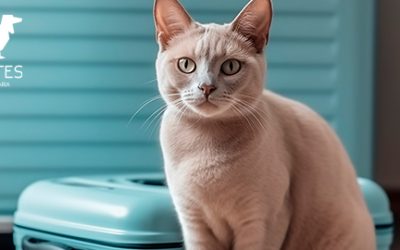 ¿Cómo viajar con mi mascota?