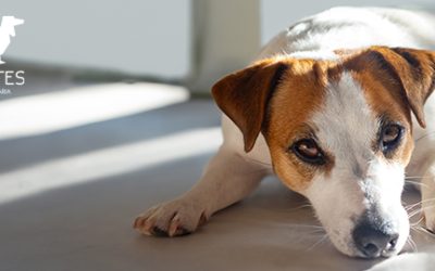 Tos de las perreras: una enfermedad respiratoria común en perros