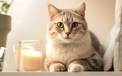 Peligros más comunes para tus mascotas en tu hogar y cómo prevenirlos