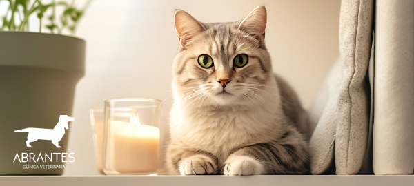 Peligros más comunes para tus mascotas en tu hogar y cómo prevenirlos