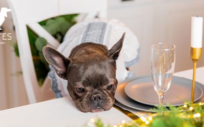 Cuidado con estos alimentos para tu mascota en Navidad