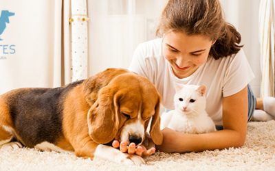 10 consejos para la integración de una nueva mascota en un hogar con otras mascotas