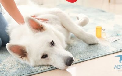 Primeros auxilios para mascotas: consejos básicos que todo cuidador debe saber