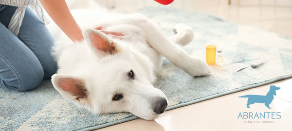 Primeros auxilios para mascotas: consejos básicos que todo cuidador debe saber